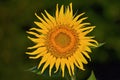 Big yellow sunflower Royalty Free Stock Photo