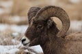 Yellowstone National Park Bighorn sheep closeup in winter Royalty Free Stock Photo