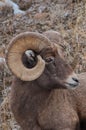 Yellowstone National Park Bighorn sheep closeup in winter Royalty Free Stock Photo