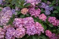 Closeup of a bigleaf hydrangea flower Royalty Free Stock Photo
