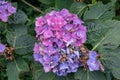 Closeup of a bigleaf hydrangea flower Royalty Free Stock Photo