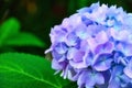 Closeup of bigleaf hydrangea flower Royalty Free Stock Photo