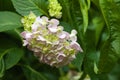 Closeup of bigleaf hydrangea flower with selective focus on foreground Royalty Free Stock Photo