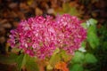 Closeup of the bigleaf hydrangea with pink petals in the garden Royalty Free Stock Photo