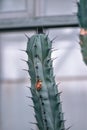 Closeup of a bilberry cactus in the blurredbackground