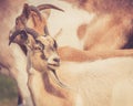 Closeup of billy goats walking in field in warm retro look