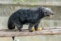 Closeup of Binturong or Arctictis binturong in zoo Royalty Free Stock Photo