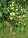 Closeup of a bio organic green apples growing on the branches of an apple tree in an orchad Royalty Free Stock Photo