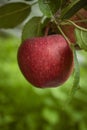 Closeup of a bio organic red apple growing on the branches of an apple tree in an orchad Royalty Free Stock Photo