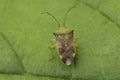 Closeup on the birch shield bug, Elasmostethus interstinctus on a green leaf Royalty Free Stock Photo