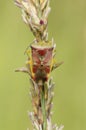 Closeup of birch shieldbug (Elasmostethus interstinctus) perched on a plant Royalty Free Stock Photo