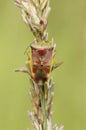 Closeup of birch shieldbug (Elasmostethus interstinctus) perched on a plant