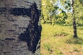 Closeup of a birch tree bark, with green forest bokeh in the background, stock photography wallpaper with copy space. Selective Royalty Free Stock Photo