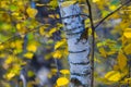 Birch tree barrel in autumn forest Royalty Free Stock Photo
