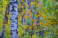 closeup birch tree in forest Royalty Free Stock Photo