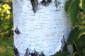 Closeup of birch tree in forest at sunset. Royalty Free Stock Photo