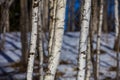 Closeup of birch tree forest Royalty Free Stock Photo