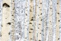 Closeup of birch tree forest in winter Royalty Free Stock Photo