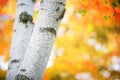 Closeup of a birch tree trunk against golden autumn foliage colors Royalty Free Stock Photo