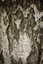 Close up birch tree trunk, bark background. Royalty Free Stock Photo