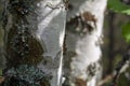 Closeup birch tree trunk with green lichen. Finnish forest in spring time. Abstract natural background