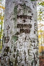 Closeup of a birch tree trunk with old engraving writings, names and signs.