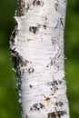 Closeup birch tree trun Royalty Free Stock Photo