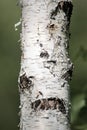 Closeup birch tree trunk Royalty Free Stock Photo