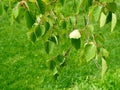 Birch tree twigs with new green leaves in spring