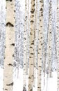 Closeup of birch trees in a snowy forest Royalty Free Stock Photo