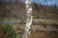 birch trunk on rural landscape background Royalty Free Stock Photo