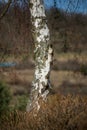 birch trunk on rural landscape background Royalty Free Stock Photo