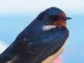 Closeup of bird, barn swallow (Hirundo rustica) Royalty Free Stock Photo