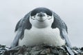 Closeup of bird, chinstrap penguin (Pygoscelis antarctica) Royalty Free Stock Photo