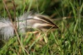 Closeup of bird feather in grass in sunlight Royalty Free Stock Photo