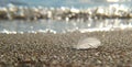 Closeup bird feather on sandy ocean beach on sunset. natural vintage summer background Royalty Free Stock Photo