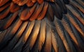 Closeup of bird feathers in dark orange and black,abstract pattern wallpaper,natural texture Royalty Free Stock Photo