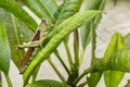 Bird Grasshopper, Swarming Locust Closeup Royalty Free Stock Photo