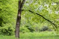 closeup Bird house on a tree. Wooden birdhouse, nesting box for songbirds in park. Royalty Free Stock Photo