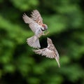 Closeup of finch fighting Royalty Free Stock Photo