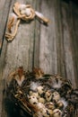 Closeup bird nest with quail eggs and feather in one side and rope coil with egg in other on rustic wood background Royalty Free Stock Photo