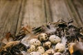 Closeup bird nest with quail eggs with feather on rustic wood. Royalty Free Stock Photo