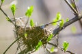 Closeup bird nest on the tree branch