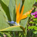 Closeup of bird of paradise flower Royalty Free Stock Photo