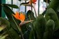Closeup of a Bird of paradise flower growing on a green shrub Royalty Free Stock Photo