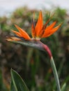 Closeup of a Bird of Paradise flower. Royalty Free Stock Photo