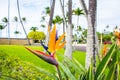 Closeup of a bird-of-paradise flower in the park Royalty Free Stock Photo