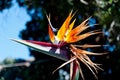 Closeup of a Bird of paradise flower under the sunlight with a blurry background Royalty Free Stock Photo