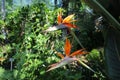 Closeup of Bird of paradise flowers under the sunlight with a blurry background Royalty Free Stock Photo