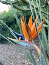 A closeup bird of paradise Strelitzia flower blooming in a garden Royalty Free Stock Photo